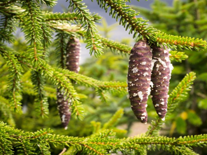 Oriental spruce Nutans