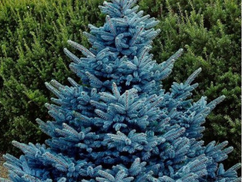 Ель колючая Блю Даймонд