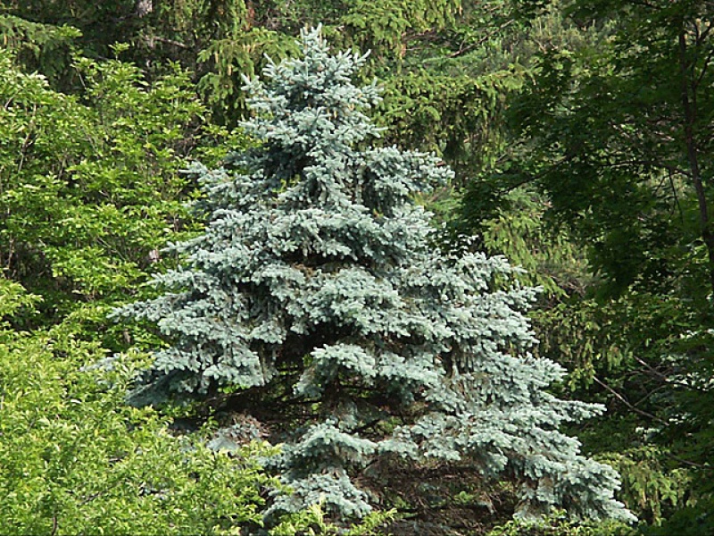 Ель колючая (P. pungens Engelm)