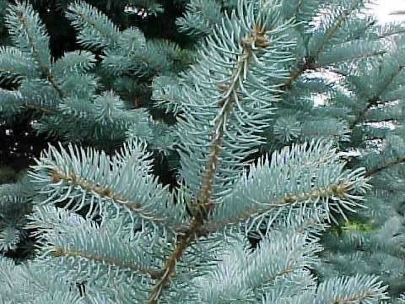 Ель колючая Фат Альберт