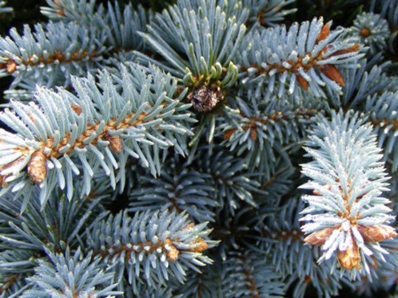 Ель колючая «Глаука Глобоза»