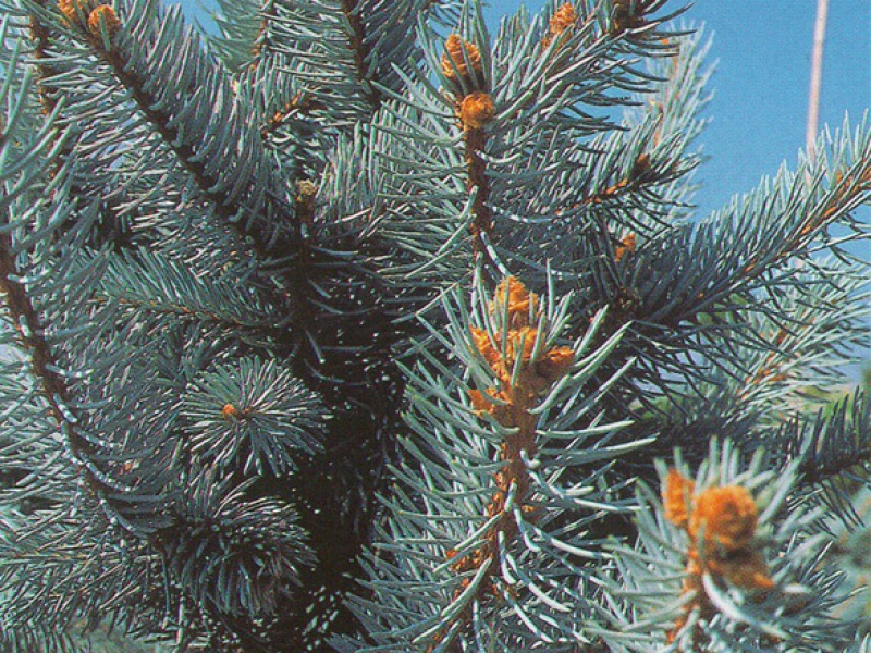 Ель колючая Хупси