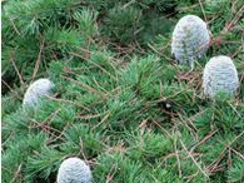 Сосна итальянская