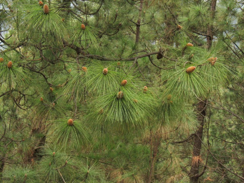 Сосна канарская