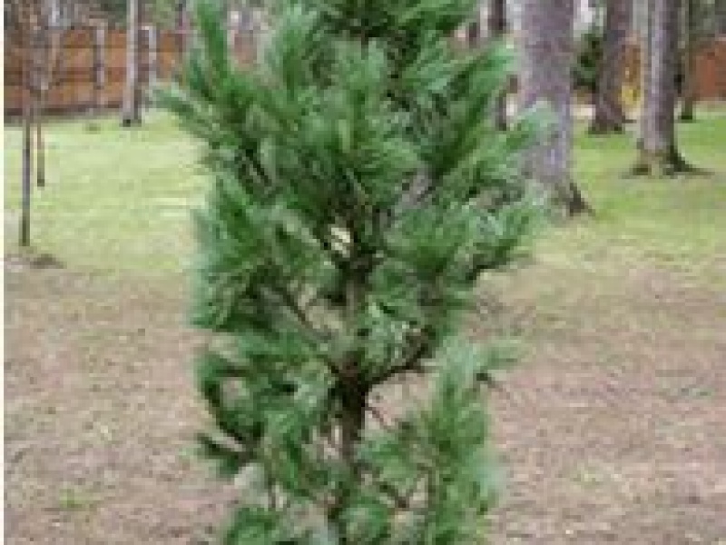 Сосна кедровая европейская