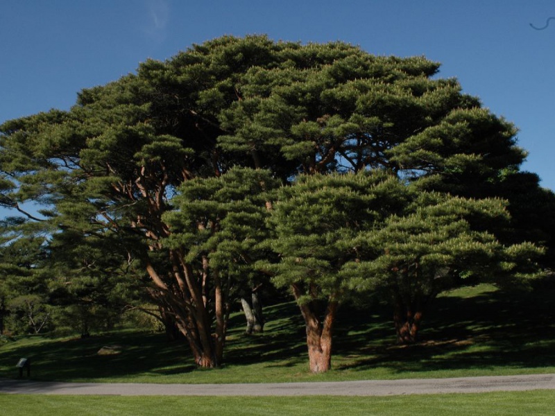 Сосна японская красная