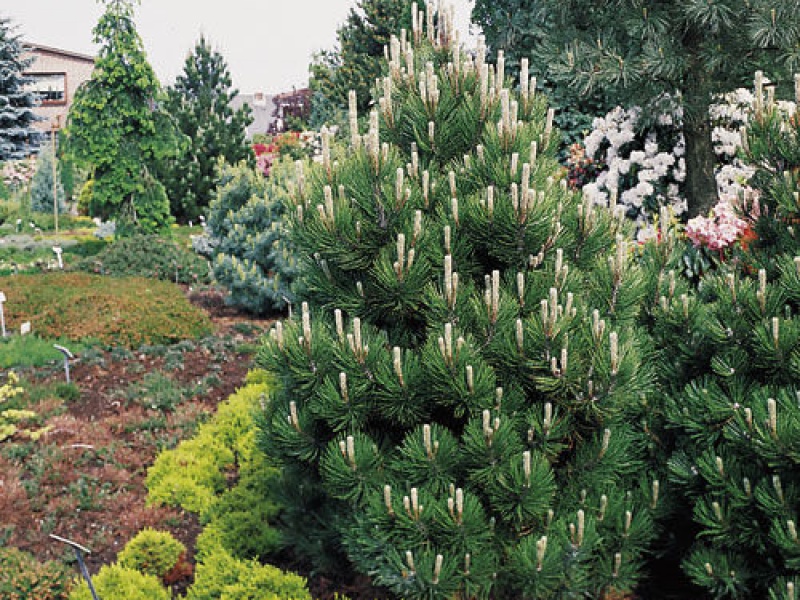 Сосна Гельдрейха Компакт Джем