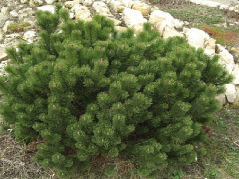 Сосна Горная Гном