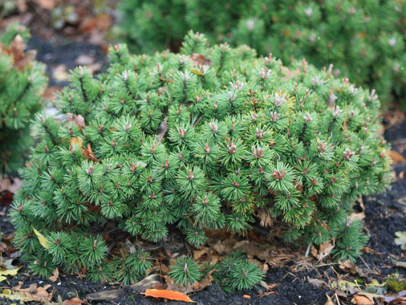 Сосна Горная Хампи