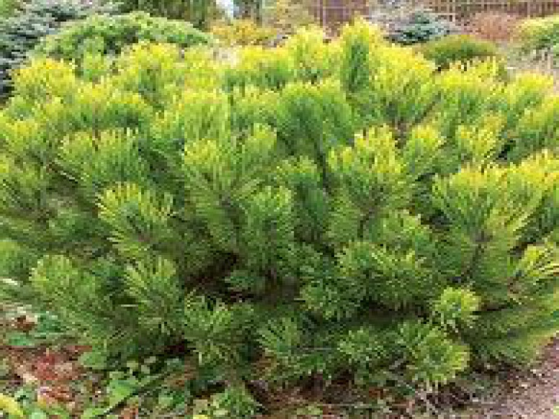 Сосна горная Винтер Голд