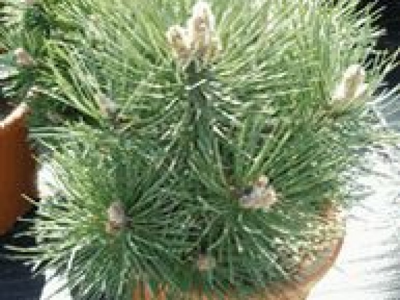 Сосна черная