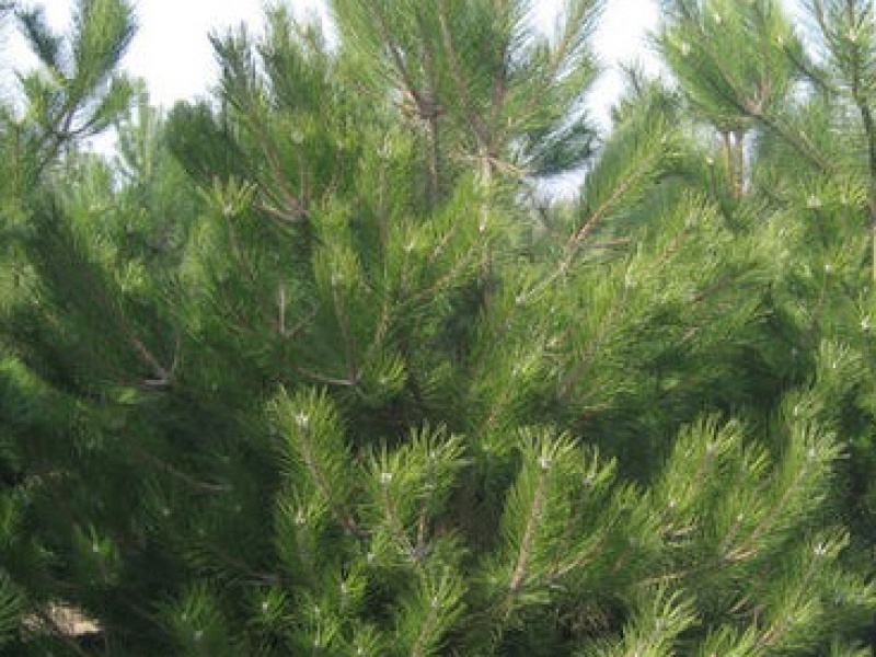 Сосна черная Австрийская или Австрияка