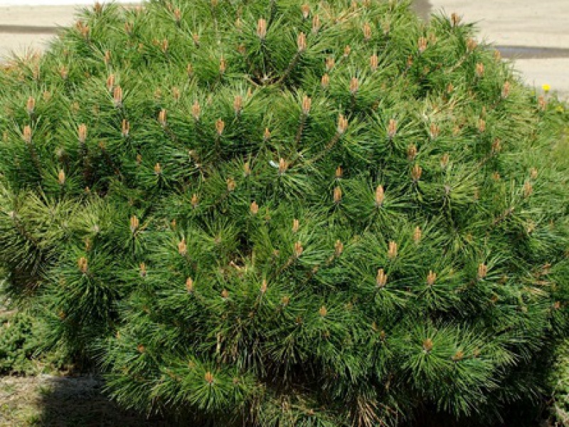 Сосна черная «Брепо»