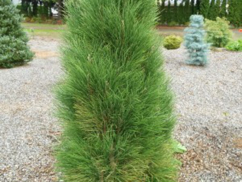 Сосна черная "Зеленая башня"