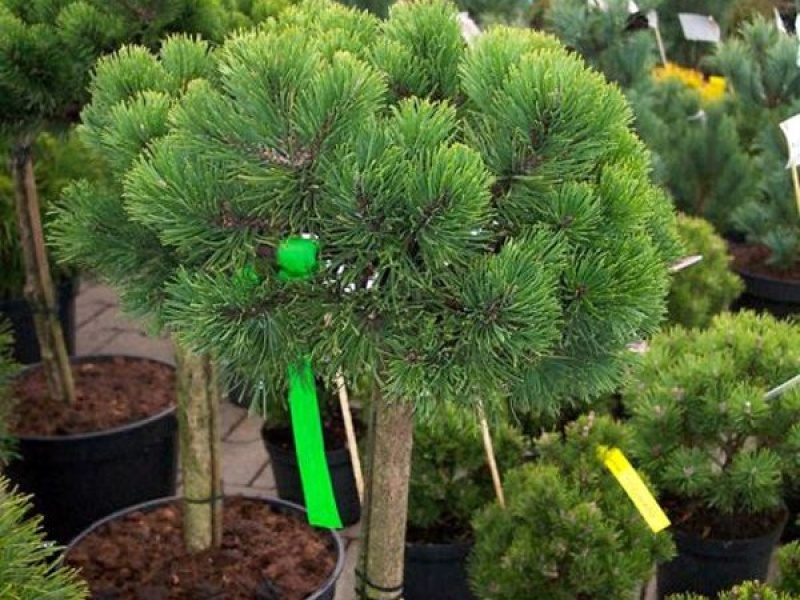 Сосна черная Мария Брегон