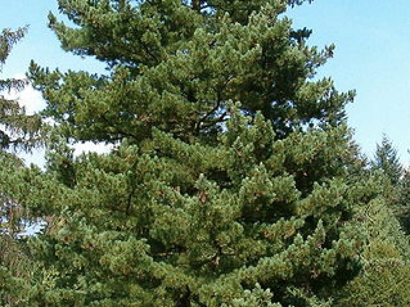 Сосна балканская, Сосна македонская или Сосна румелийская
