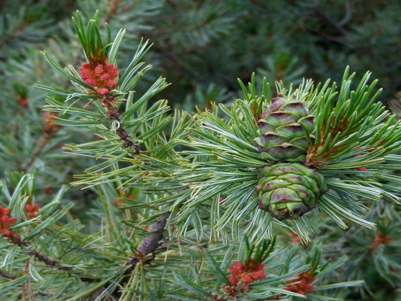 Сосна кедровая стланиковая