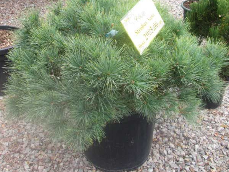 Сосна веймутова Нана