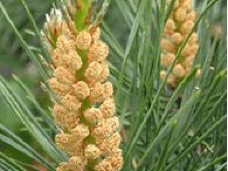 Сосна обыкновенная