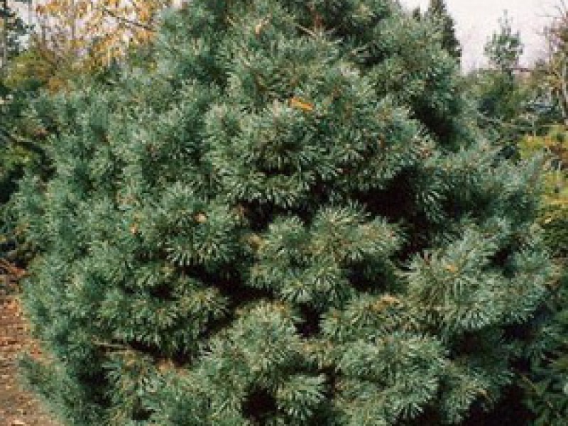 Сосна обыкновенная Ватерери