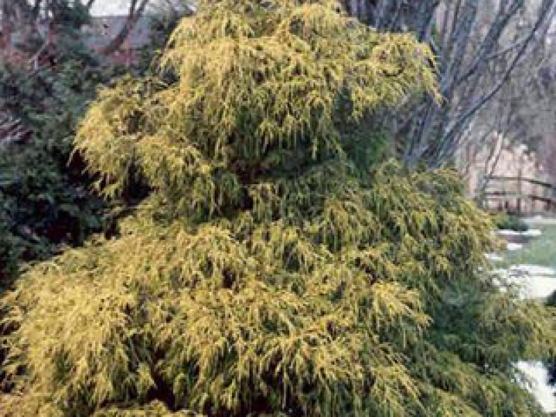 Кипарисовик желтый