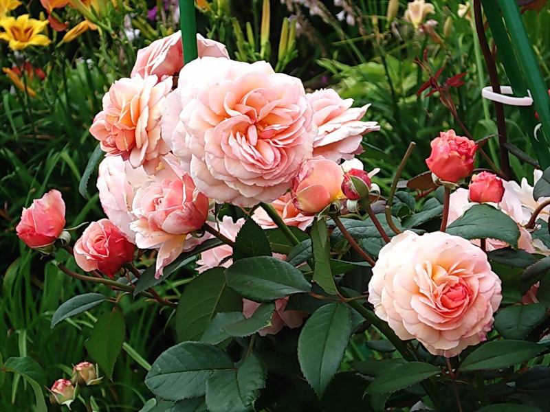 Роза A Shropshire Lad - описание, виды, фото, уход, содержание, пересадка, вредители, размножение - Роза на Ваш Сад