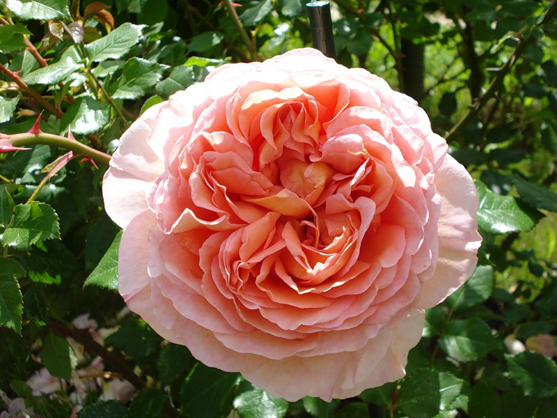 Роза Abraham Darby - описание, виды, фото, уход, содержание, пересадка, вредители, размножение - Роза на Ваш Сад