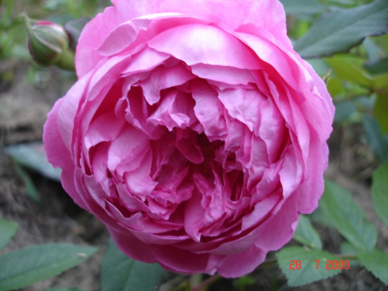 Роза Alan Titchmarsh - описание, виды, фото, уход, содержание, пересадка, вредители, размножение - Роза на Ваш Сад