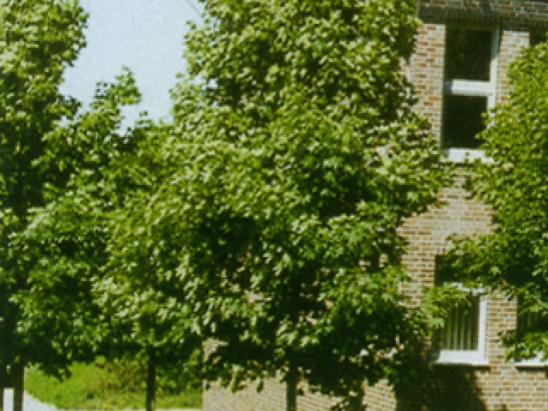 Norway maple 'Autumn Blaze'