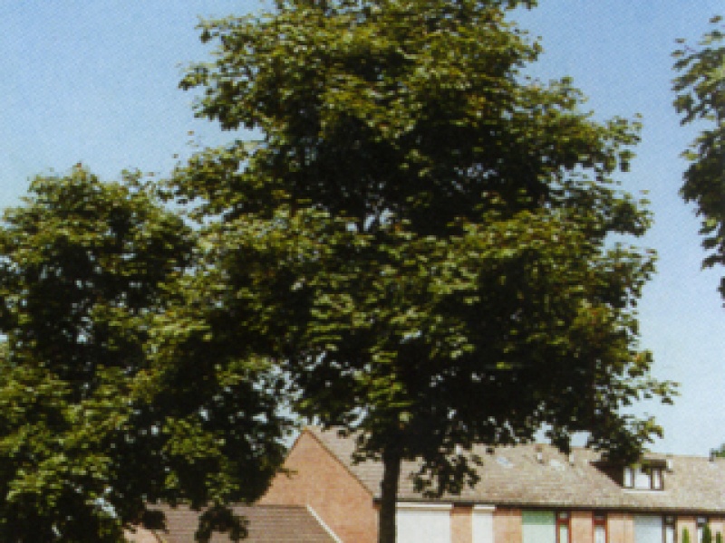 Pyramidal Norway Maple