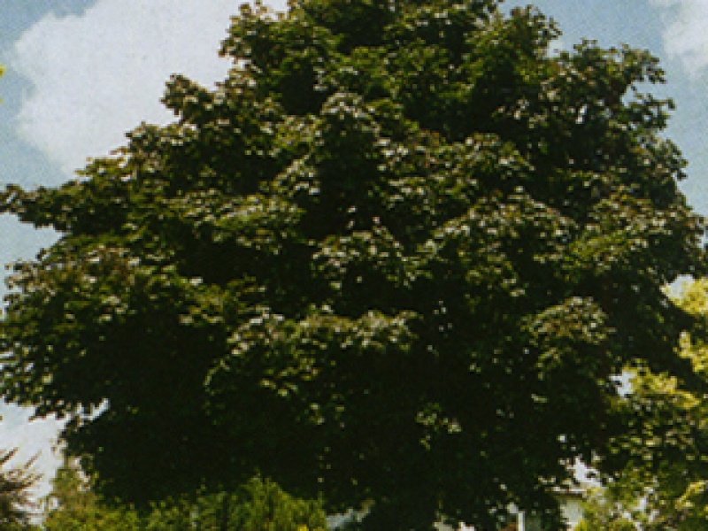 Norway maple 'Deborah'