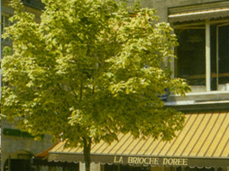 Norway maple 'Drummondii'