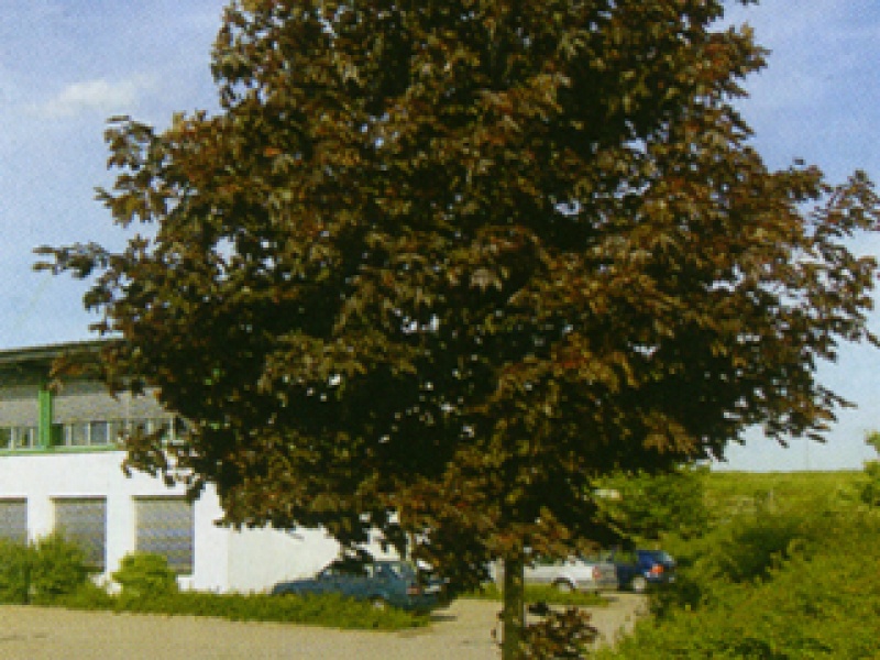 Black maple
