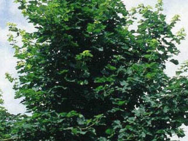 Norway maple 'Farlake's Green'