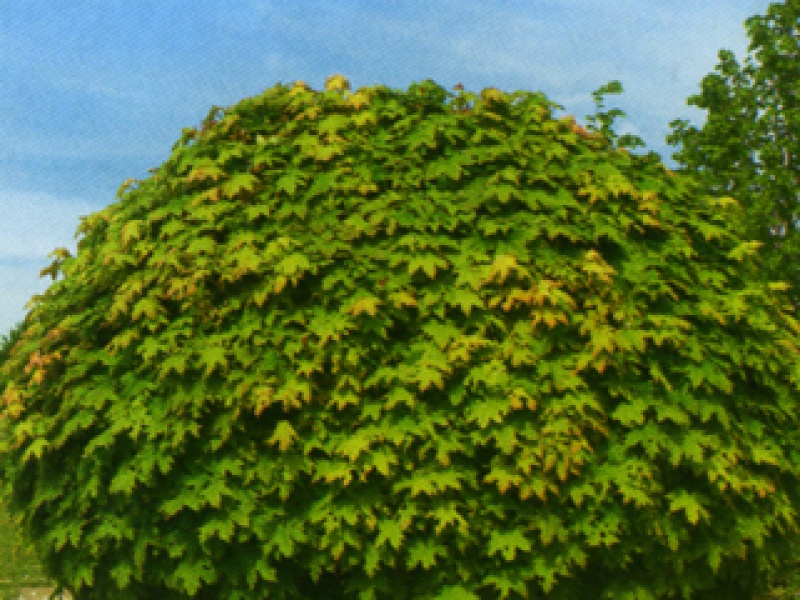 Globe maple