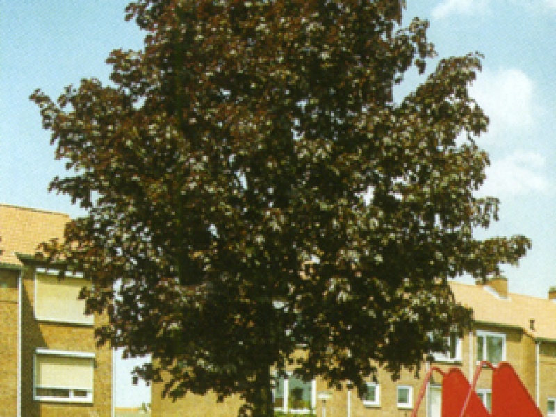 Oregon Dark-Red Maple