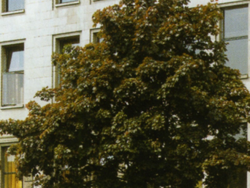 Norway maple 'Schwedleri'