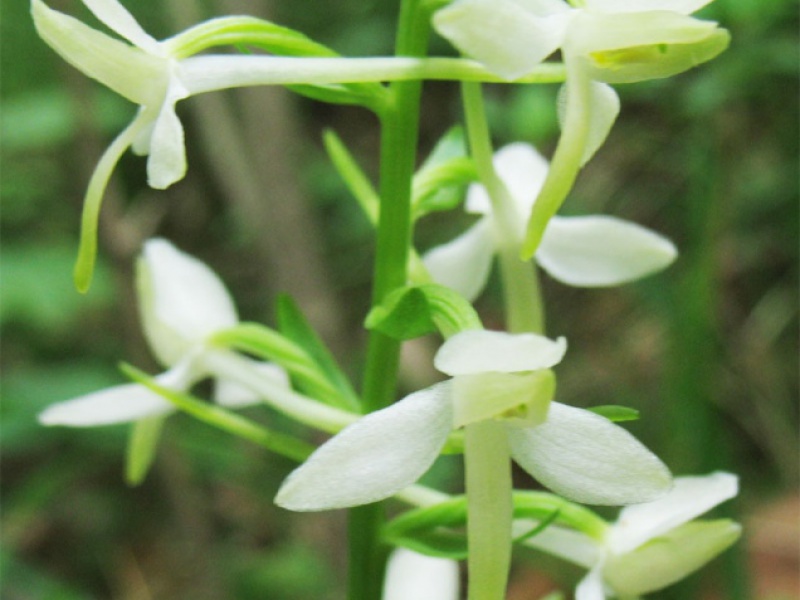 Любка двулистная или ночная фиалка