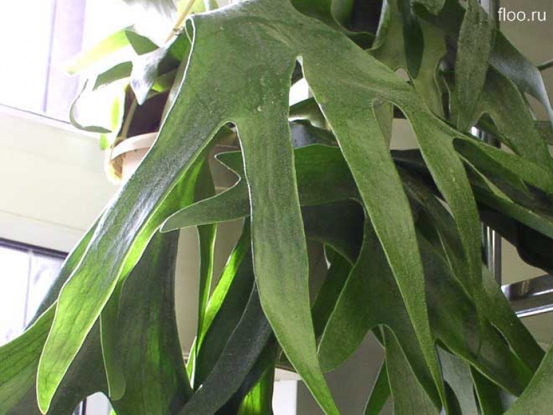 Платицериум