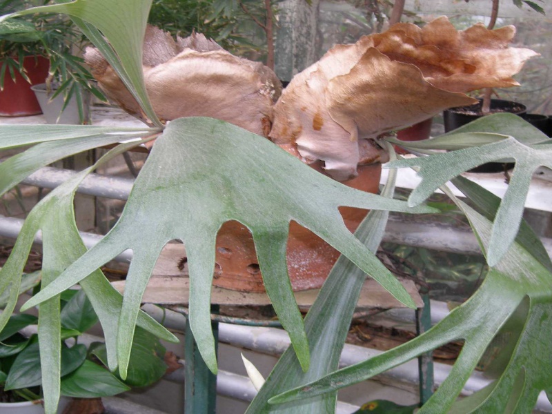 Платицериум двувильчатый