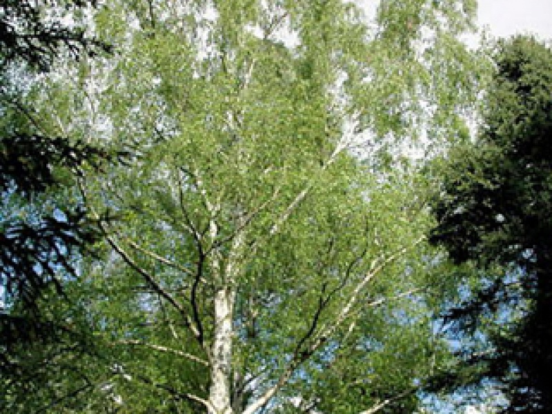 Japanese birch