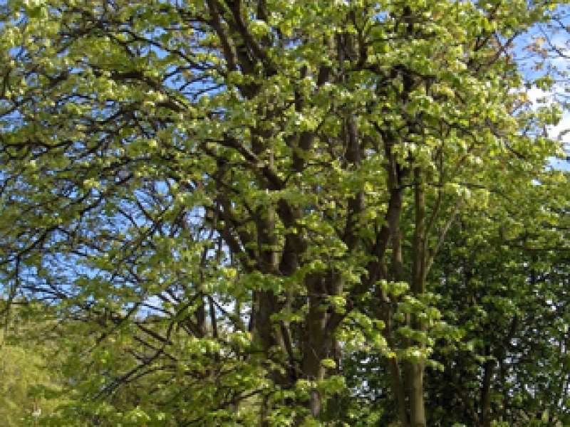 Large-leaved linden 'Coral'
