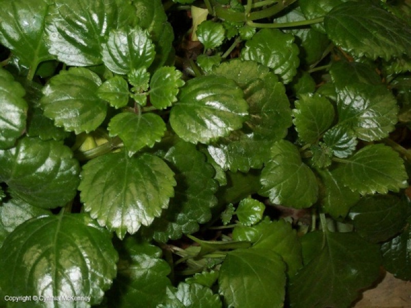 Плектрантус