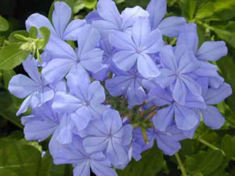 Плюмбаго или свинчатка