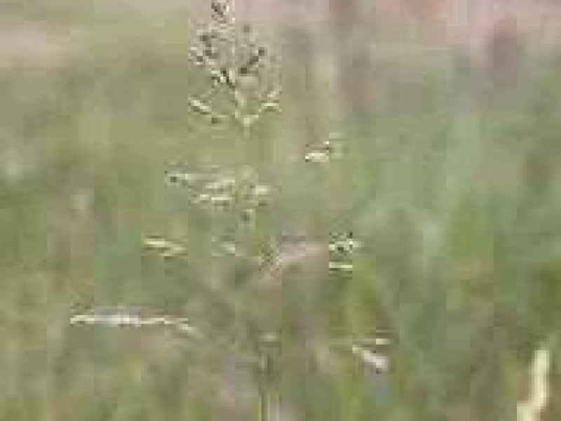 Мятлик сплюснутый