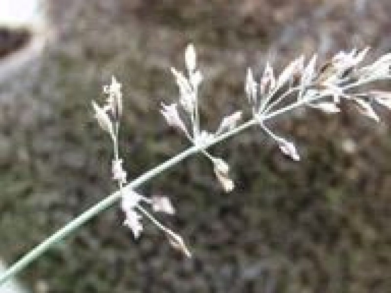 Мятлик лесной