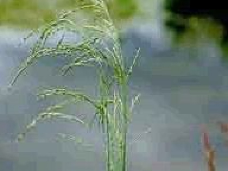 Мятлик болотный