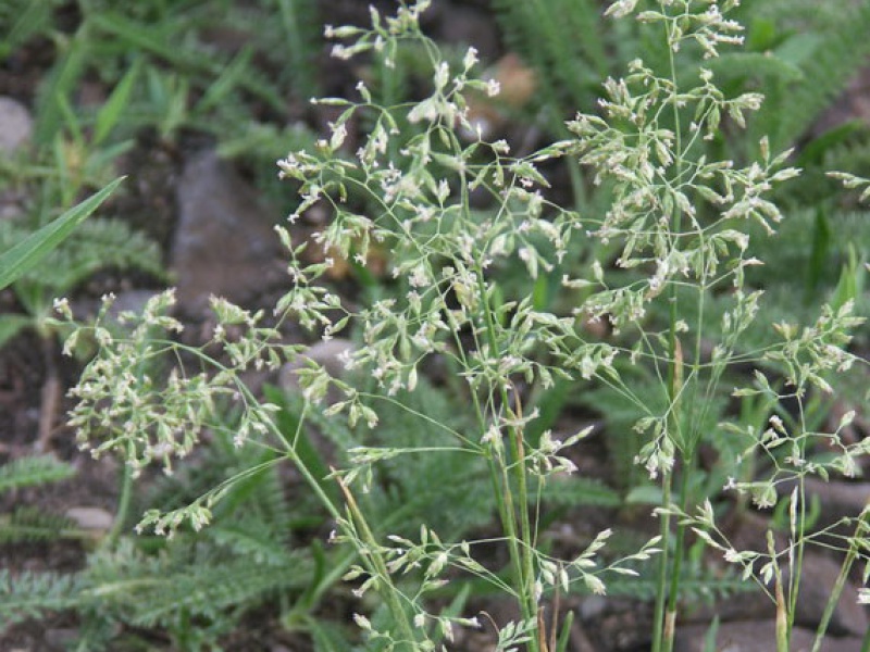 Мятлик луговой