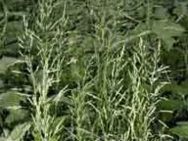 Мятлик обыкновенный