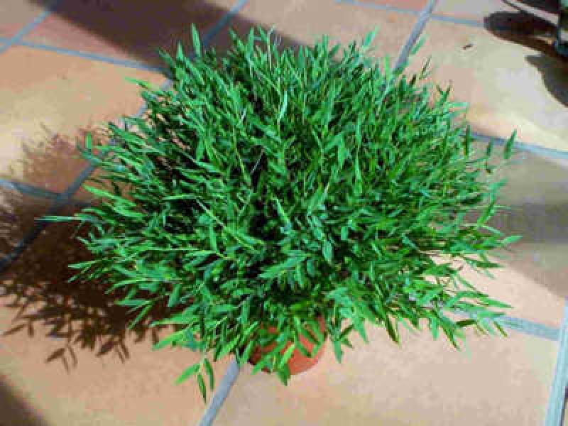 Погонатериум